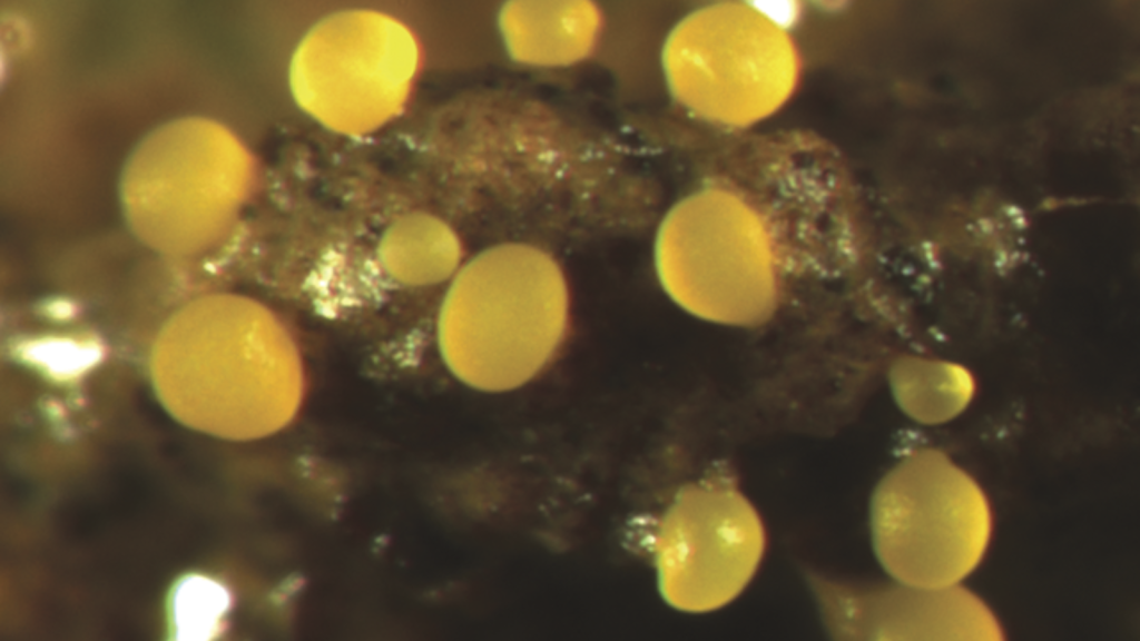 Myxococcus xanthus is a bacterium known for its complex social behavior and ability to form fruiting bodies. When food is scarce, these bacteria aggregate and form multicellular structures to produce spores. 