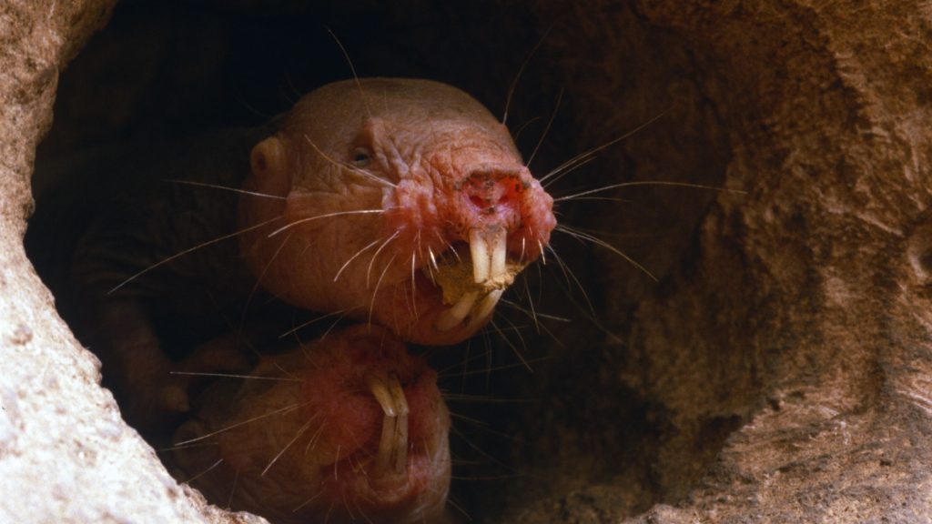 Naked mole rats defending and guarding underground tunnel.