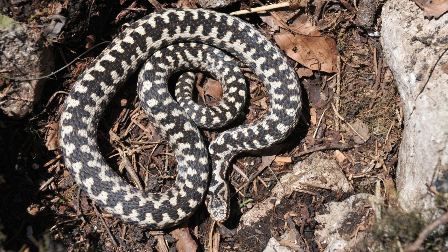 12 Facts About the Adder, Britain's Only Venomous Snake