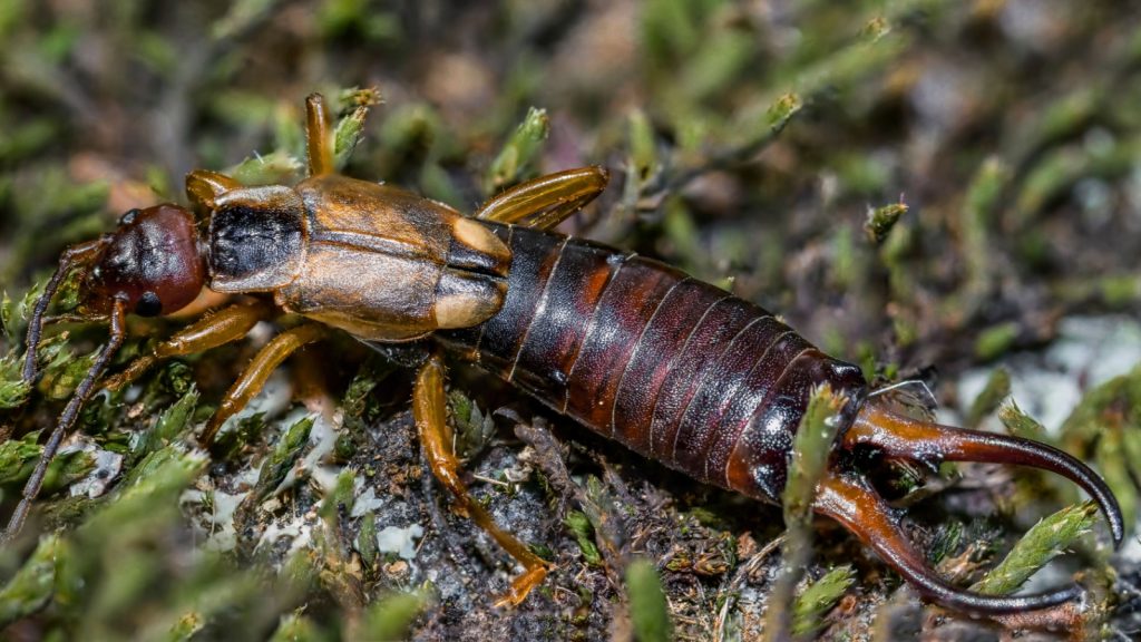 Conservation efforts are underway to protect remaining earwig habitats and prevent further species loss.