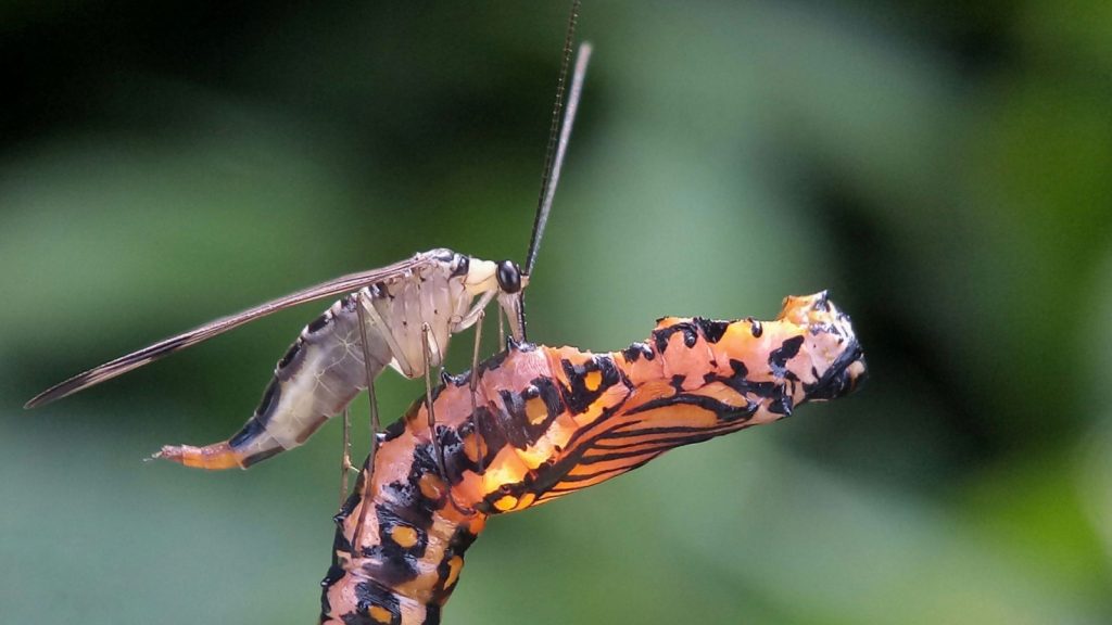 scorpion fly eating cocoon