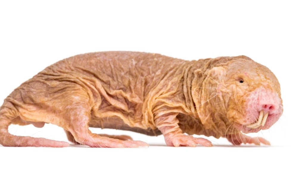Hairless Naked Mole rat