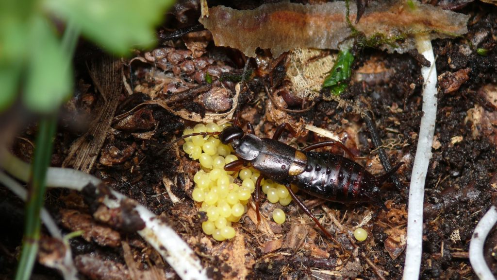 Female earwigs are known for their maternal care. After laying eggs, the mother earwig will guard them fiercely