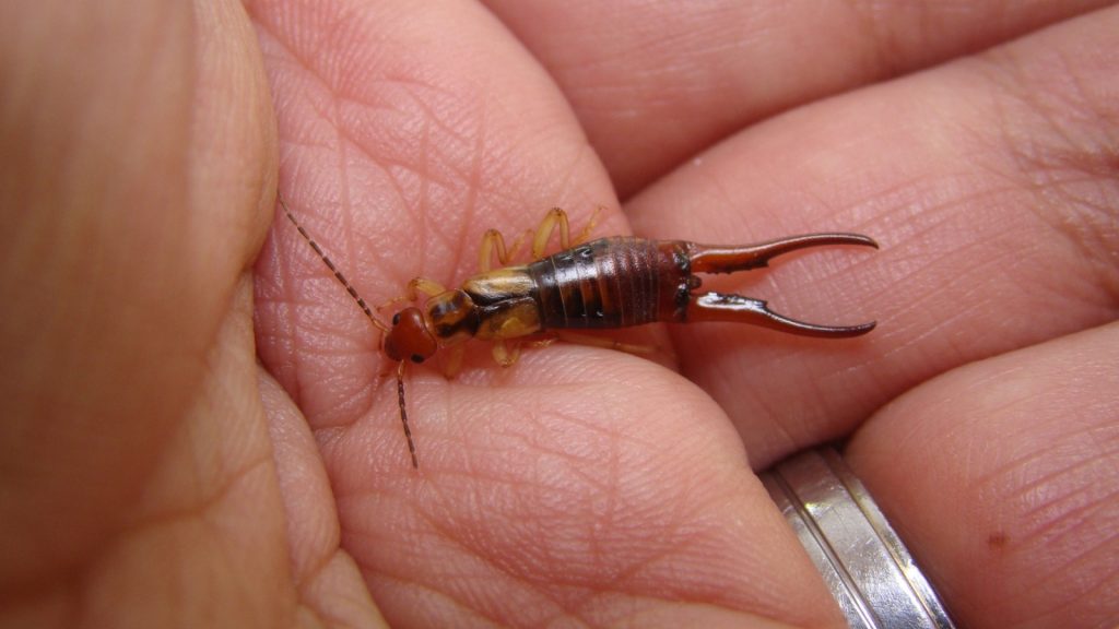 Earwigs have been used in traditional medicine to treat various ailments