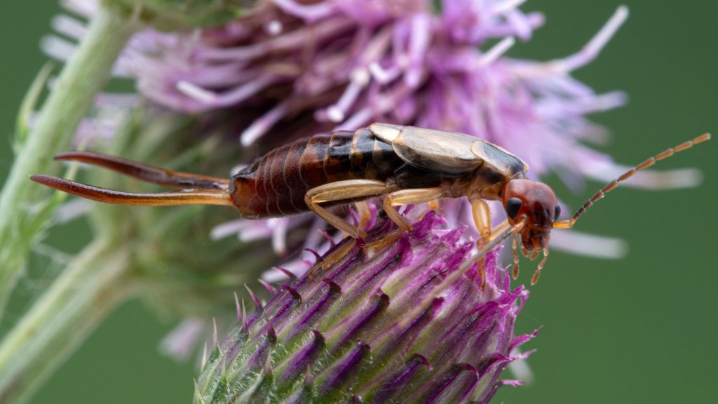  European earwig, Forficula auricularia,with very large pincers, perched on top of a thistle flower head