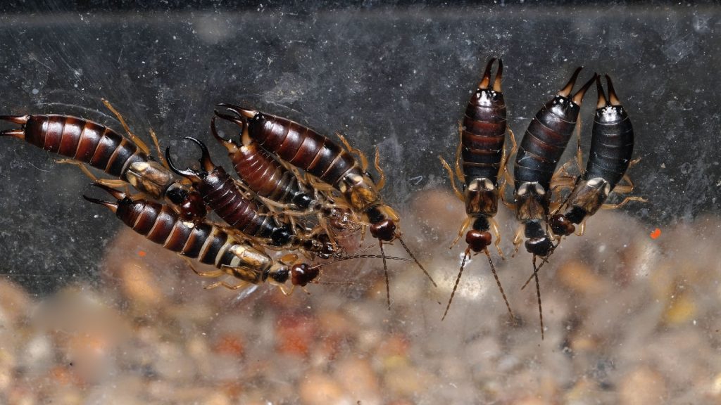 Earwigs belong to the insect order Dermaptera, which contains over 2,000 known species.