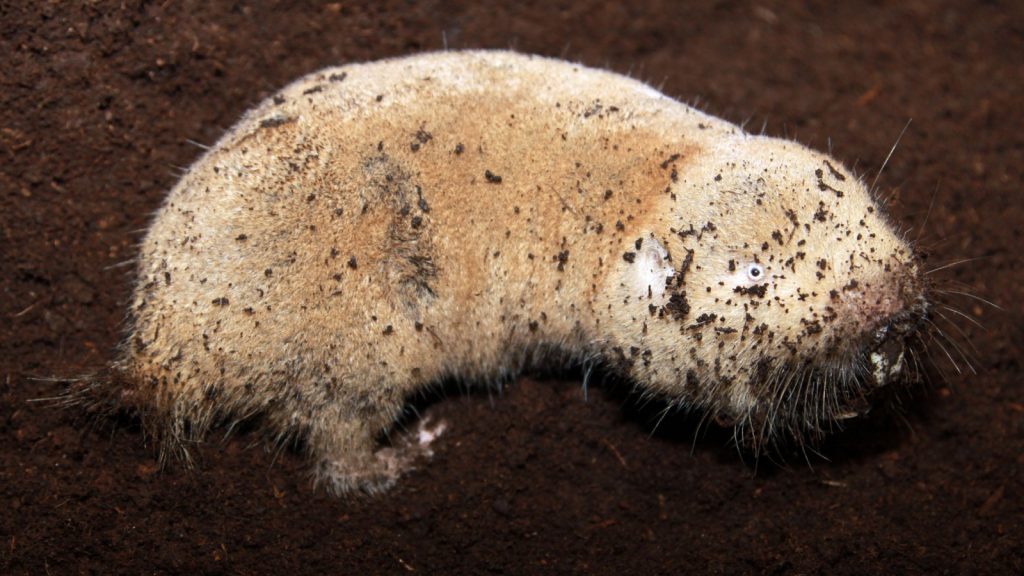 Naked Mole Rats belong to a group of rodents called Bathyergidae.