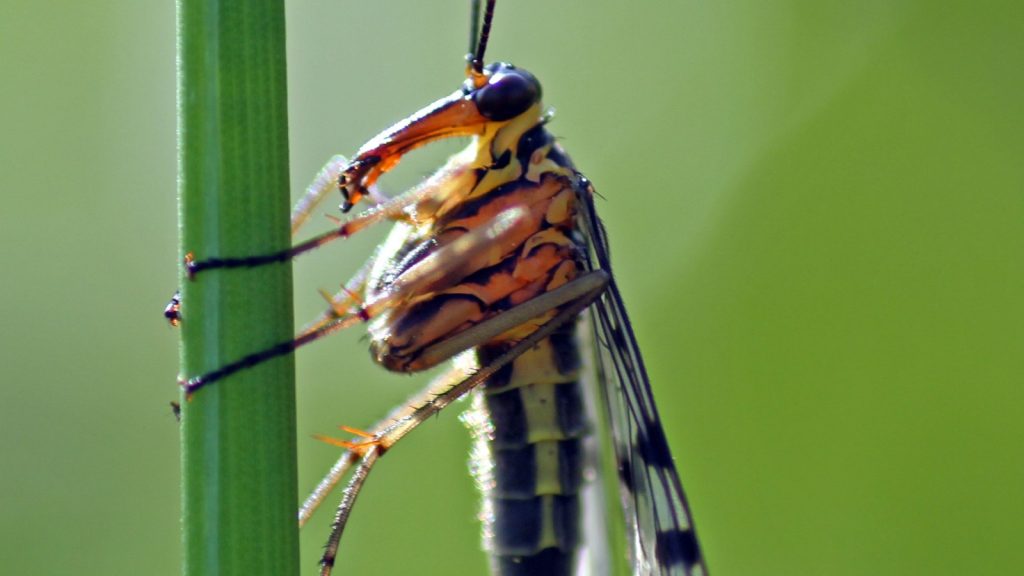 The scorpion flies are a family of the beak flies