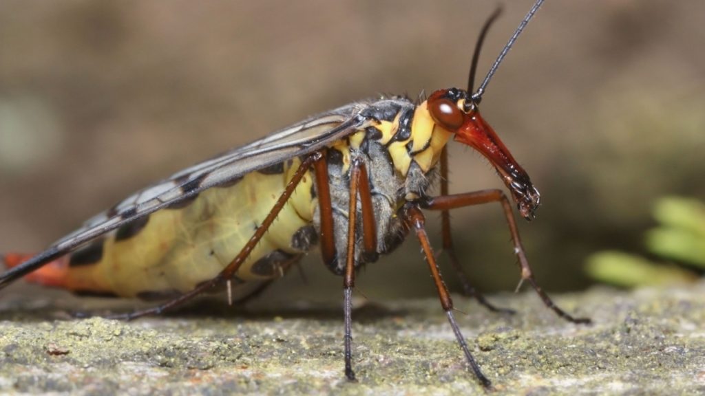 Close-up of a gravid female scorpion fly