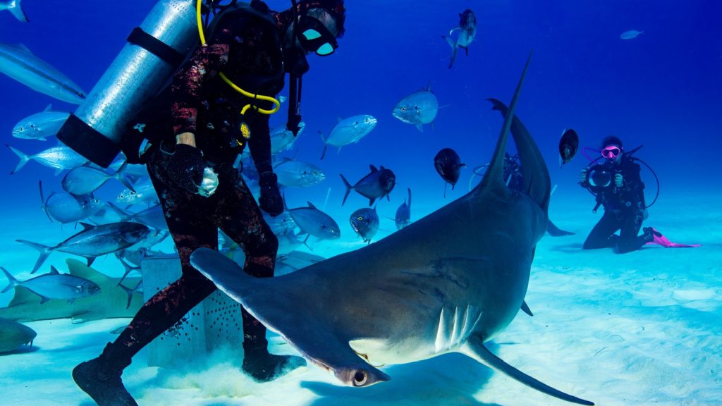 hammerhead shark with a diver and fish