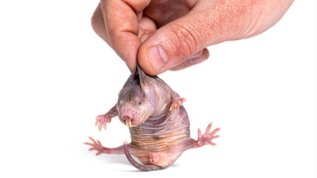 Mole rats skin is very stretchy