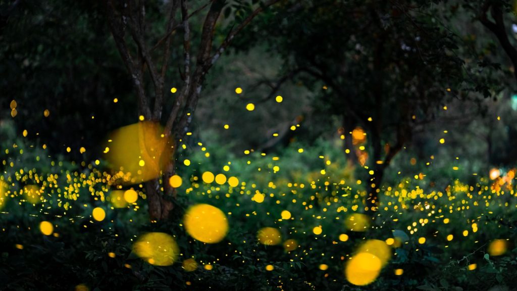 Fireflies in the forest at night