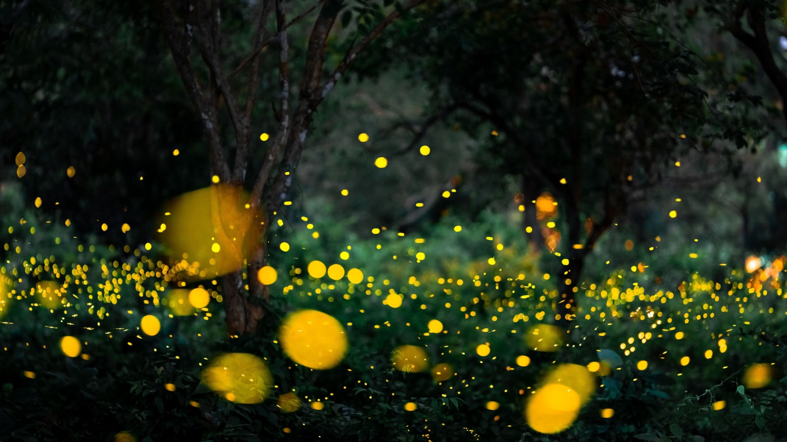 How Do Fireflies Light Up?