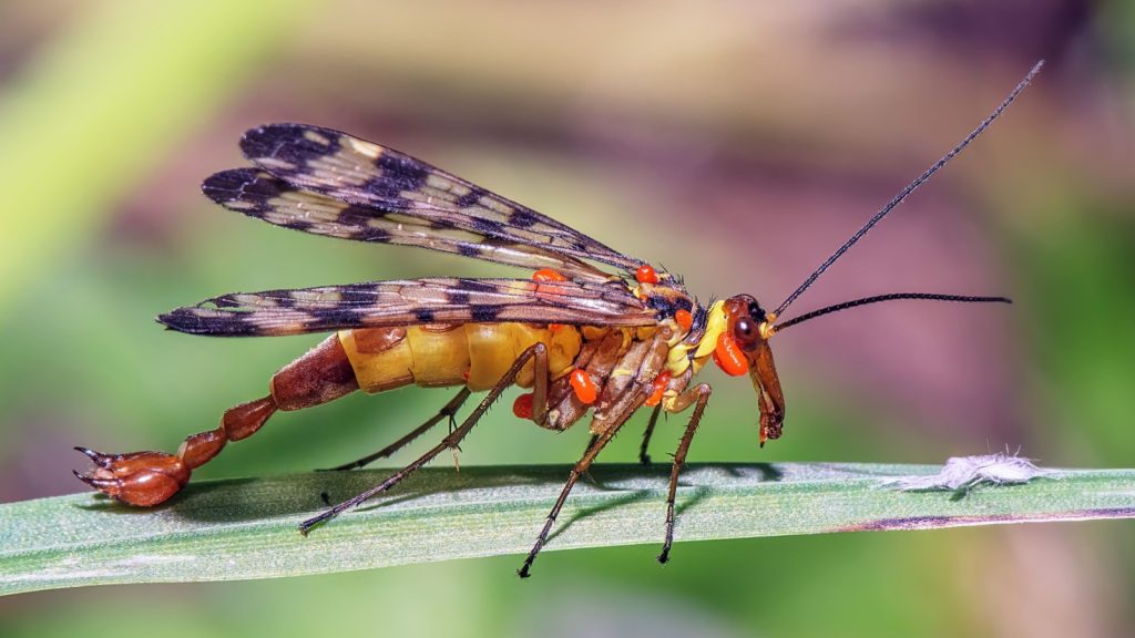 scorpion fly on a blade of grass close up