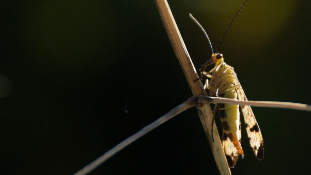 scorpion flies are nocturnal, active at night.