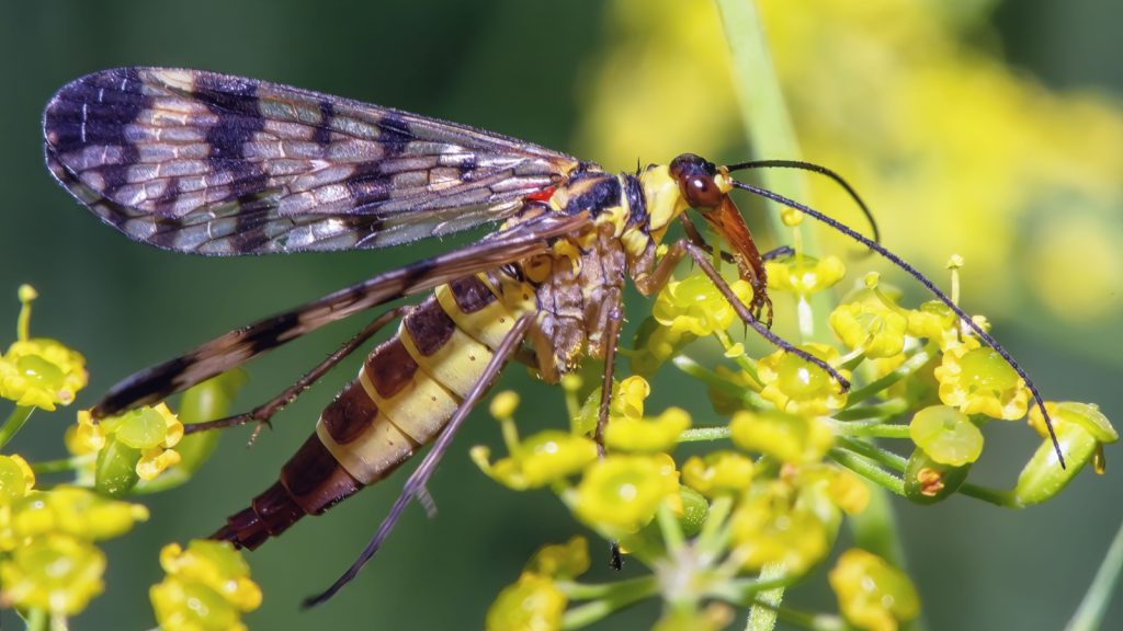 Insect scorpion fly on flowers close up.