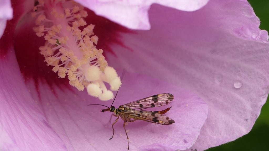Scorpion fly in a purple hibiscus flower blossom