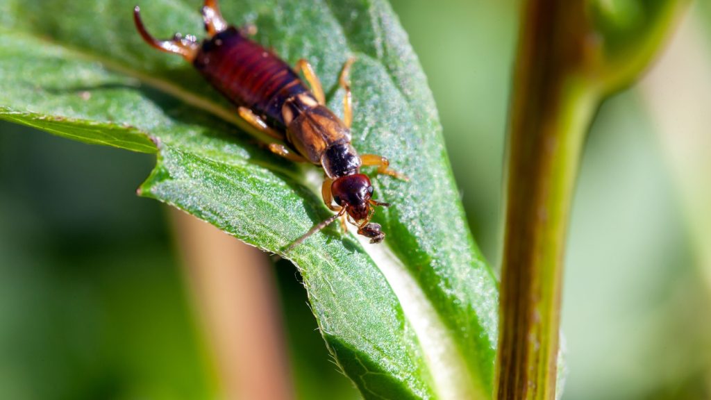 earwigs can actually be beneficial in gardens. They are omnivores, feeding on a variety of plant material and small insects, including aphids and mites that can damage crops.