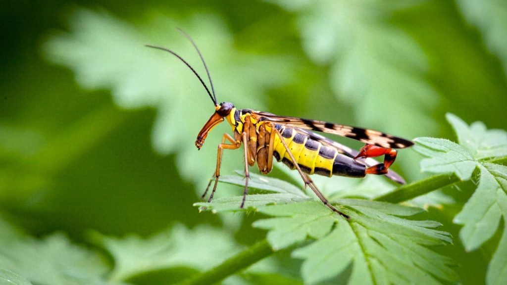 Panorpa communis, the common scorpionfly, is a species of scorpionfly.
