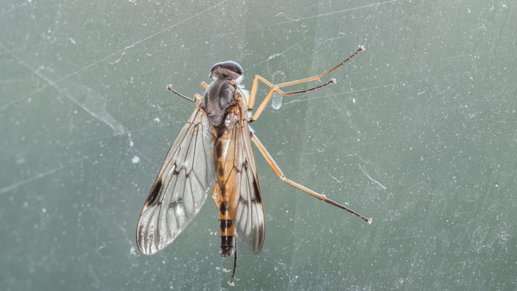 Detailed close-up of a scorpion fly sitting on a window pane.