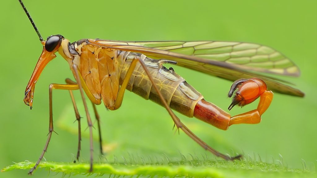 Scorpion flies have a unique appearance, with a long, beak-like mouth and a scorpion-like tail in males.