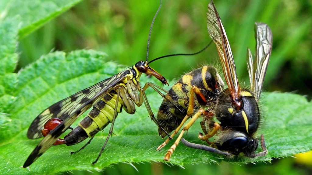 Scorpion fly with prey (wasp)
