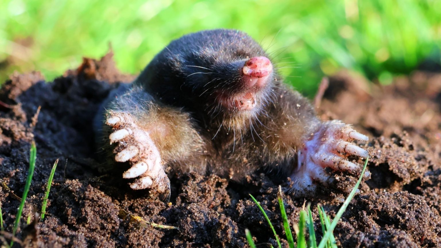 Moles Aren’t Blind and 17 Other Things You Probably Didn’t Know About ...