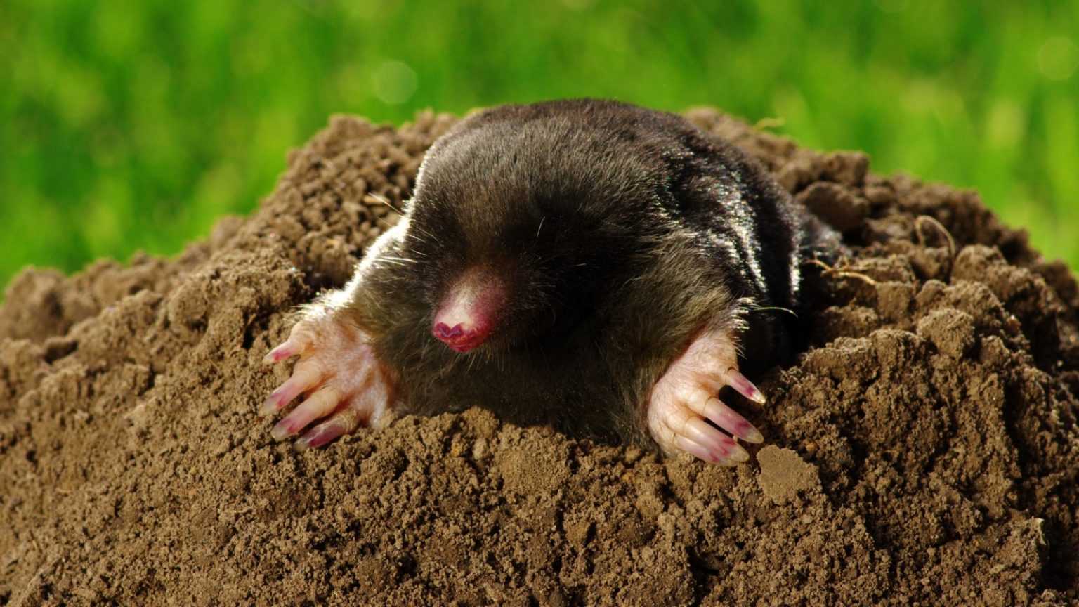 Moles Aren’t Blind and 17 Other Things You Probably Didn’t Know About ...