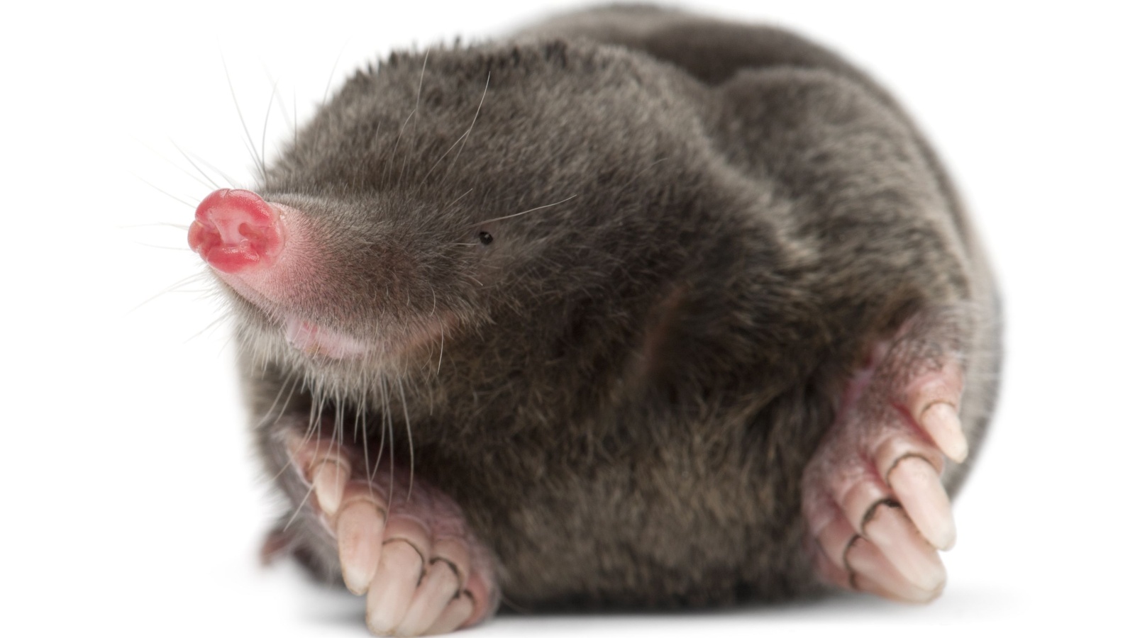 Moles Aren’t Blind and 17 Other Things You Probably Didn’t Know About ...