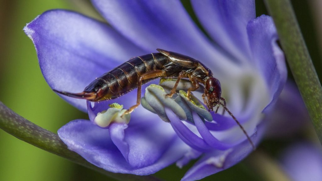 Earwigs have survived numerous mass extinction events and have evolved to adapt to a wide range of environments,