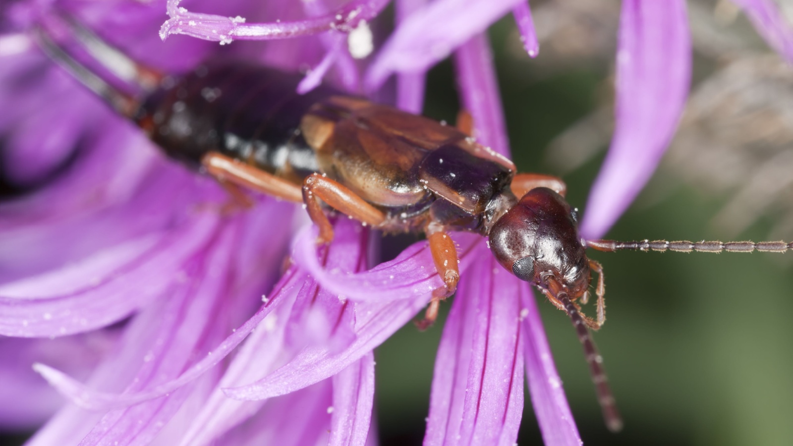 Earwigs Can Fly and 14 Other Things You Probably Didn't Know About ...