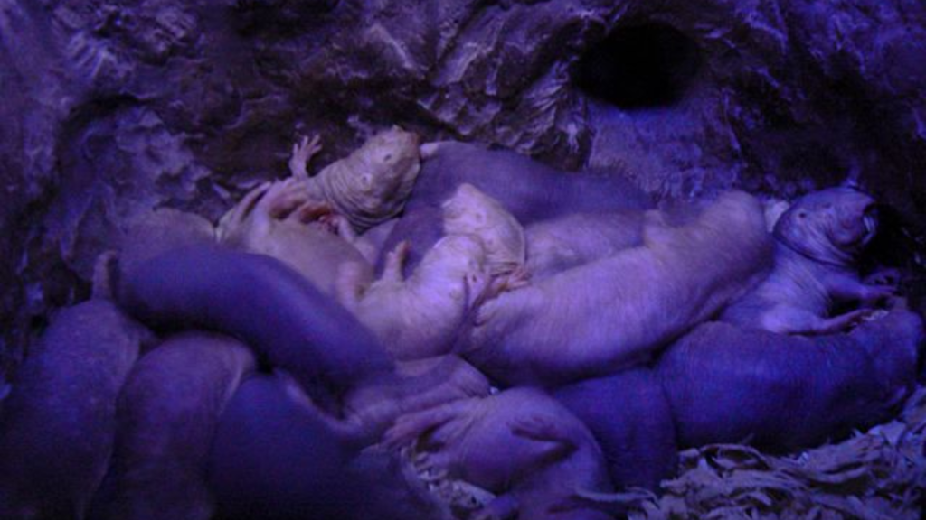 Naked mole rats are highly social animals and live in large colonies