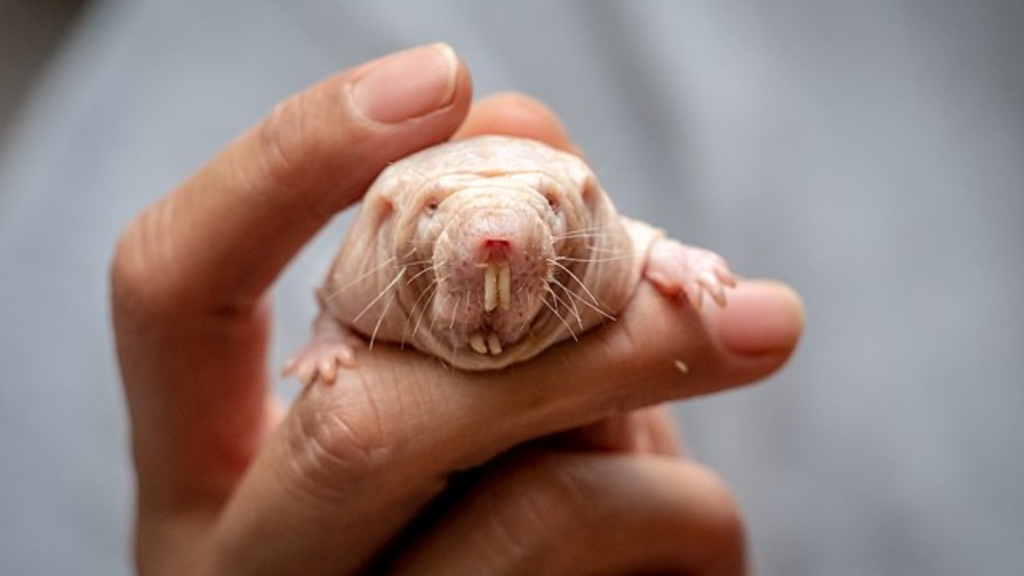 Naked mole rats live over 30 years