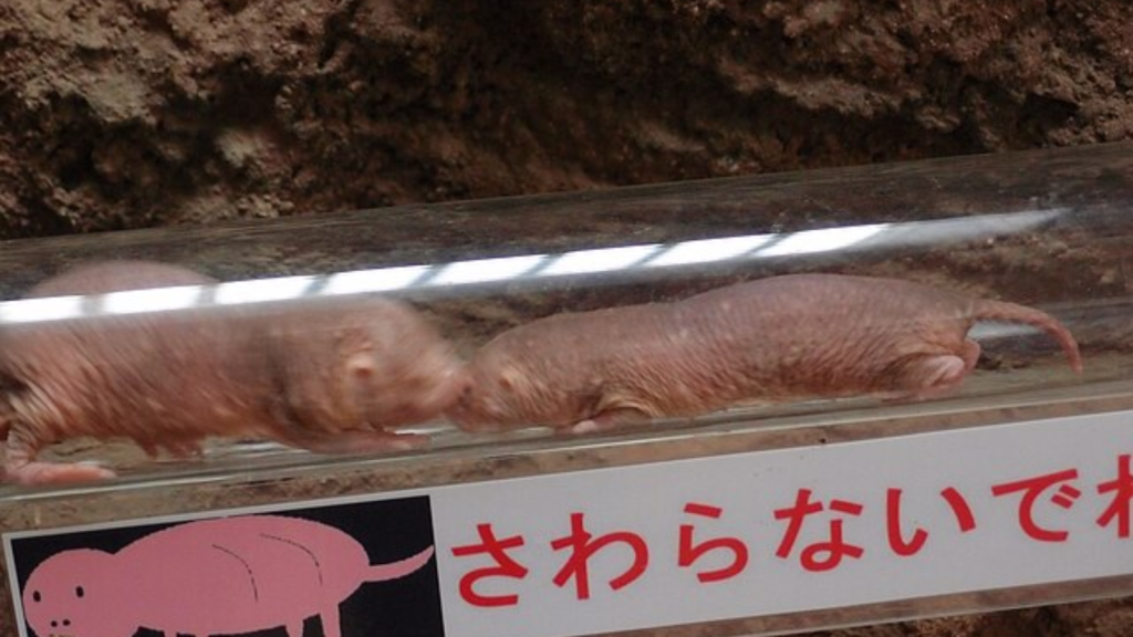 Naked mole rats are resistant to cancer