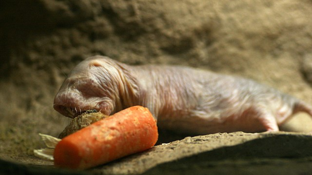 Naked mole rats can survive for up to 18 minutes without oxygen.
