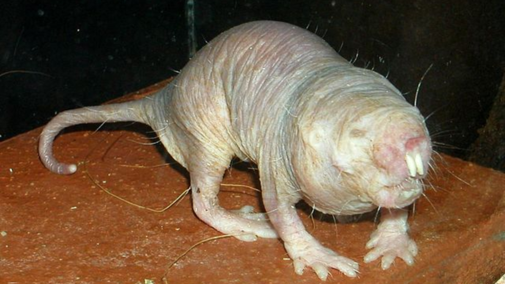 Living underground, naked mole rats have very poor eyesight.