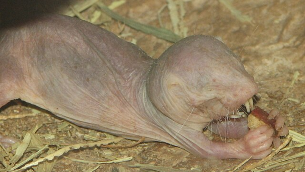 Naked mole rats have a Slow Metabolism