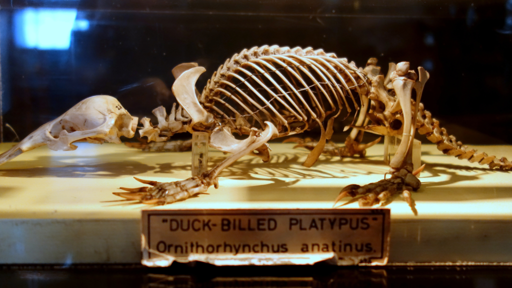 Platypuses Are Living Fossils