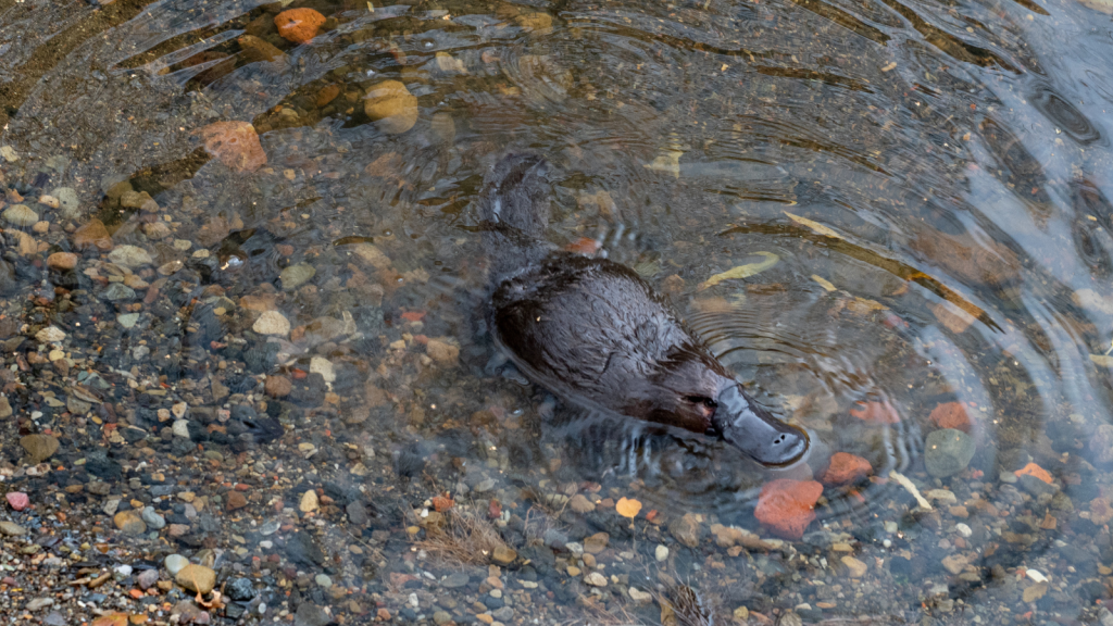 Platypuses Can't Walk Well on Land