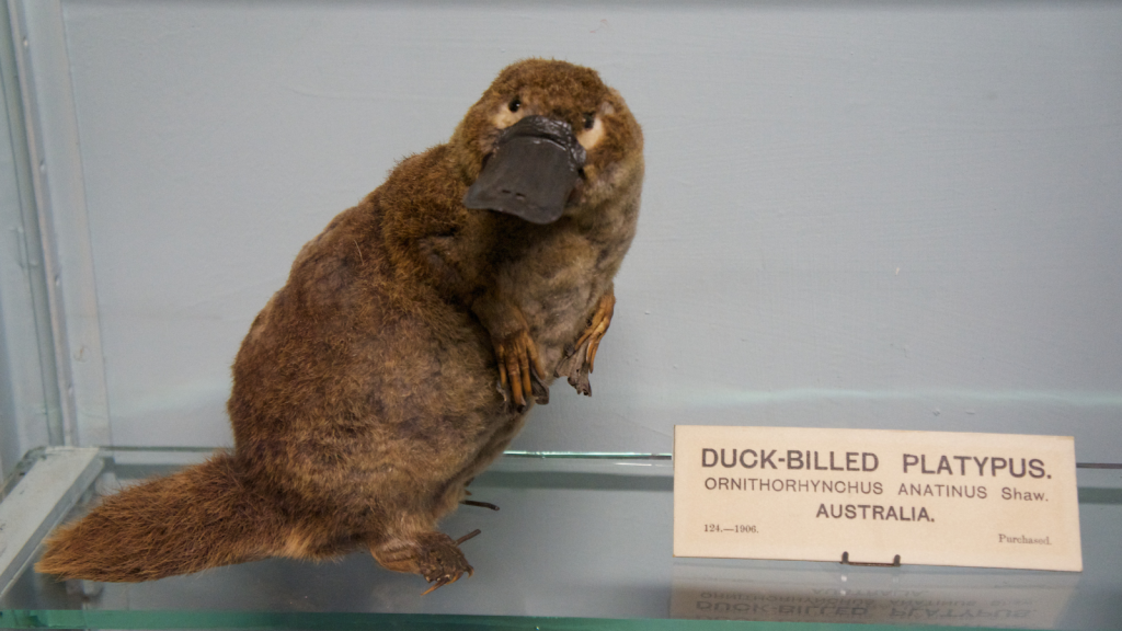 Platypuses Don't Have Nipples