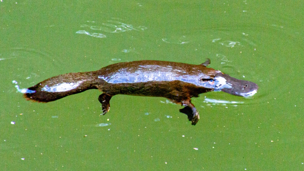 Platypuses Don't Have Sweat Glands