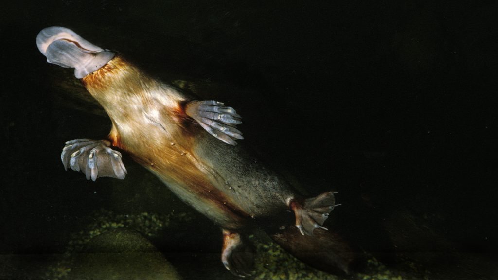 Platypuses Glow in the Dark