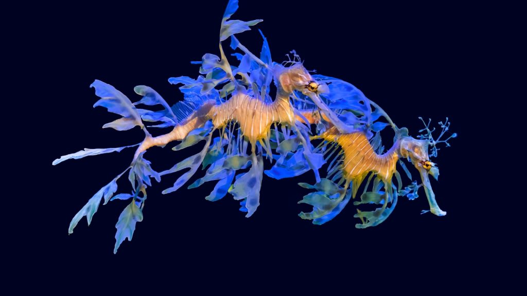 leafy seadragon