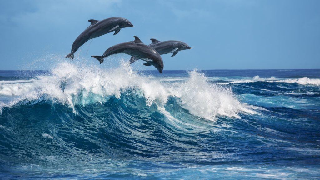 Three beautiful dolphins jumping over breaking waves. Hawaii Pacific Ocean wildlife scenery. Marine animals in natural habitat.