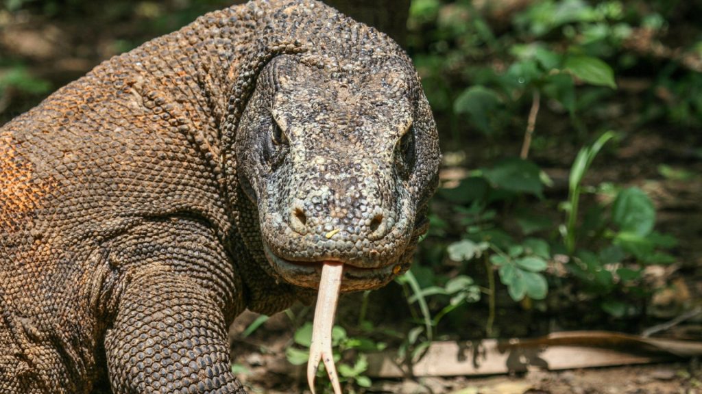 Komodo Dragon