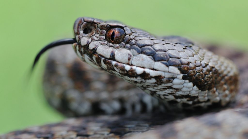 Adder, vipera berus