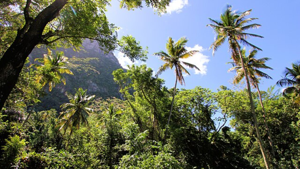 st lucia rainforest