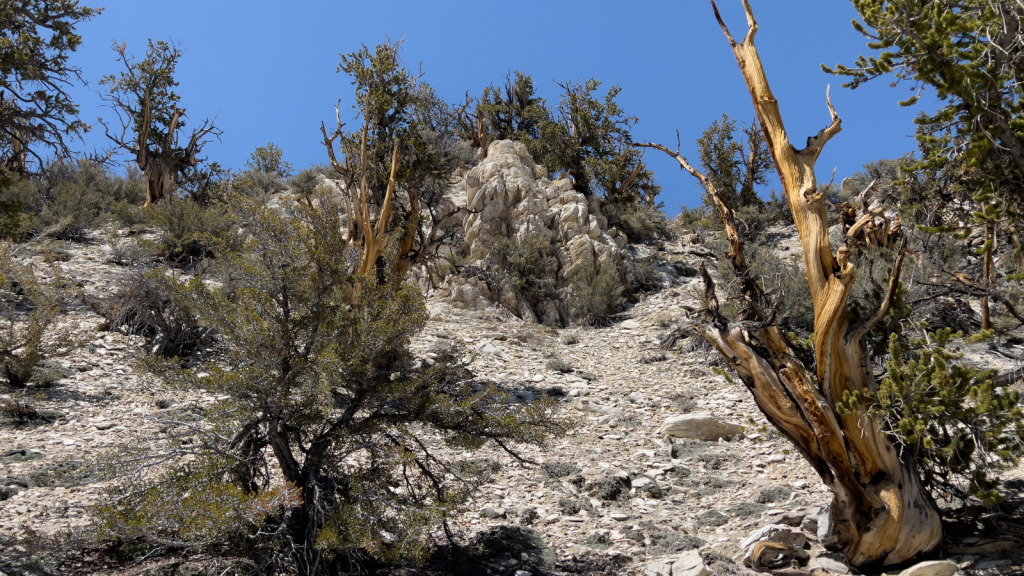 The Ancient Bristlecone Pine Forest