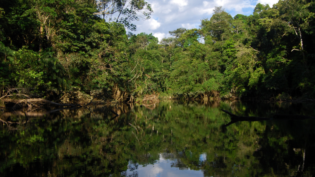 The Biodiverse Yasuni National Park