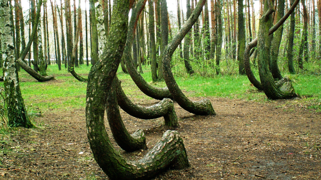 The Eerie Crooked Forest